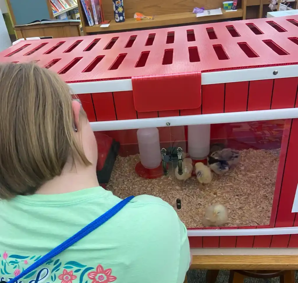 Girls Looking at Baby Ducks